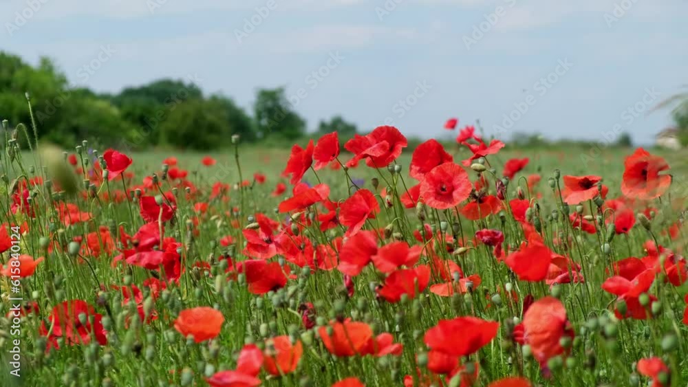 Walk in the poppy field. Camera moves between the flowers of red and white poppies. Walk in the poppy field. Camera moves between the flowers of red and white poppies.