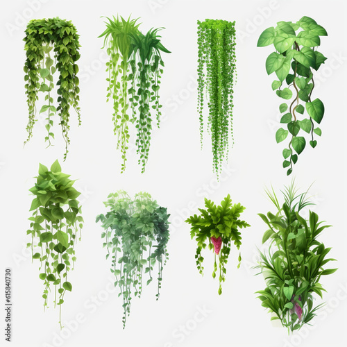decorative plant
