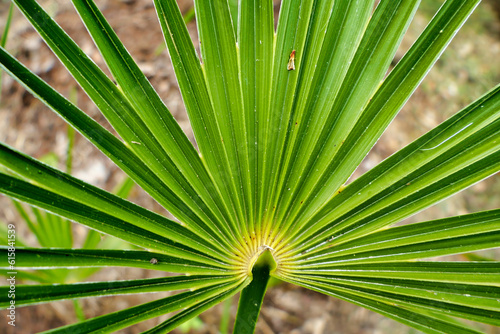 Close up of the fan shaped leaves of a Rhapidophyllum hystrix  also known as the Needle Palm 