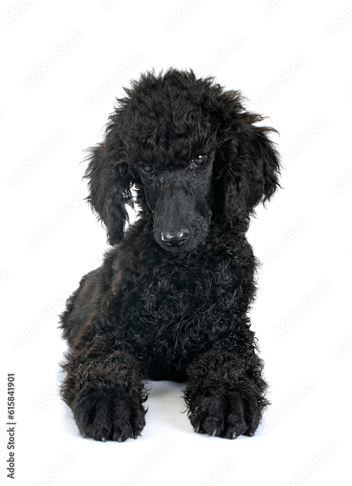  puppy standard poodle in studio