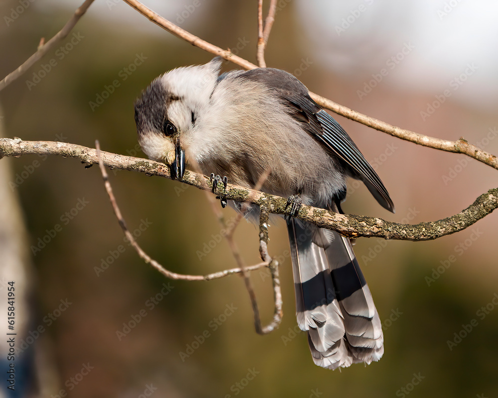 Fototapeta premium Grey Jay Photo and Image. Perched on a tree branch with a shy look displaying grey colour, tail, wings, feet, eye with a brown background in its habitat surrounding.