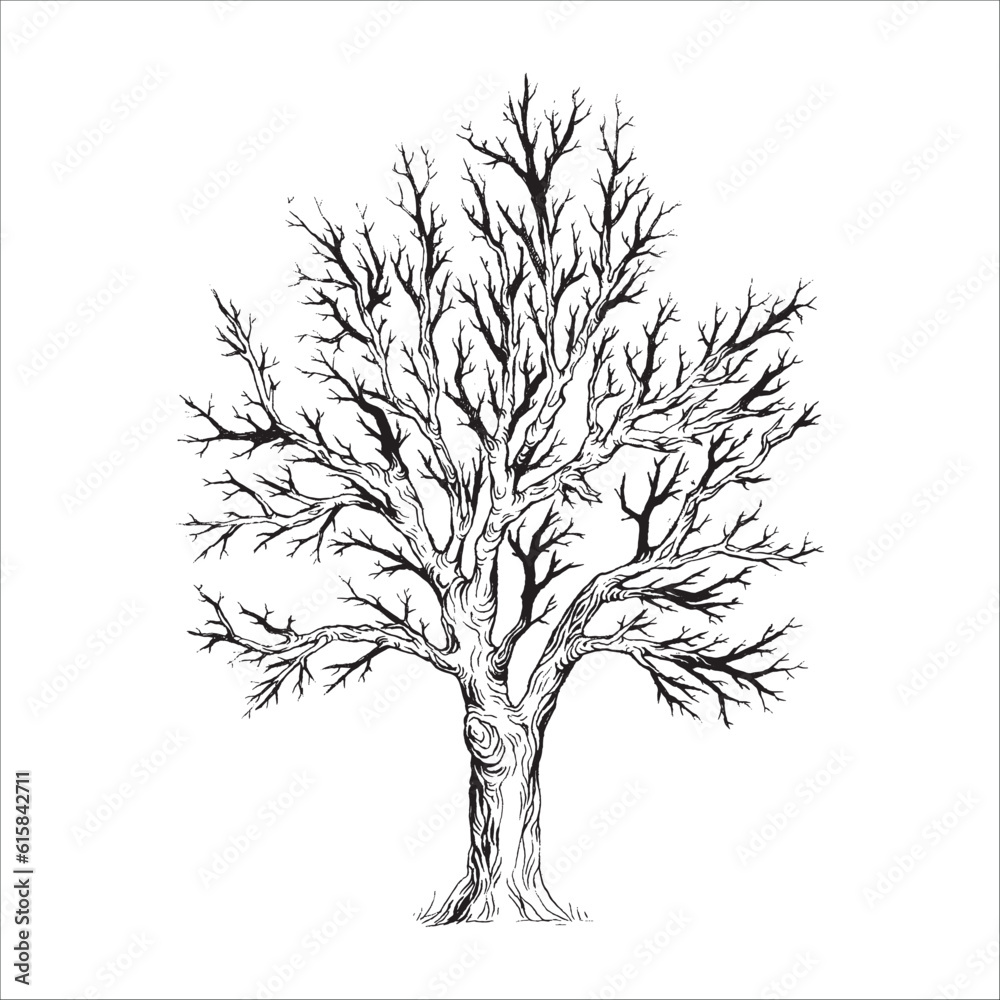 Obraz premium Hand drawn tree illustration, Pine tree, Forest drawing, graphic illustration, forest design elements, nature design