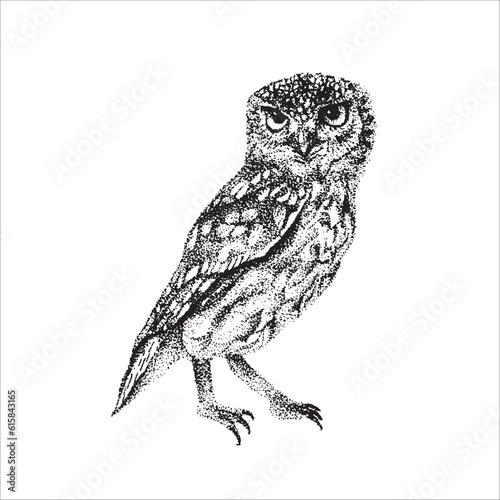 Hand drawn owl illustration, Night bird, Bird drawing, Black owl, beautiful bird, wild animal
