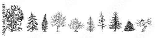 Hand drawn tree illustration, Pine tree, Forest drawing, graphic illustration, forest design elements, trees illustrations pack