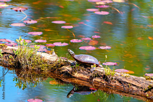 Painted Turtle Photo and Image. Resting on a log in the pond with lily water pad moss and displaying its turtle shell, head, paws in its environment. Turtle Picture.