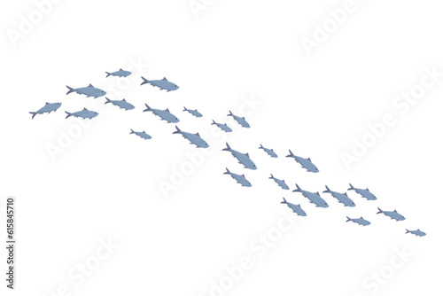 School of fish, group of many trouts swim in water od sea or ocean, blue fish shoal