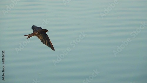 Close-up swallow flying on a water slow motion