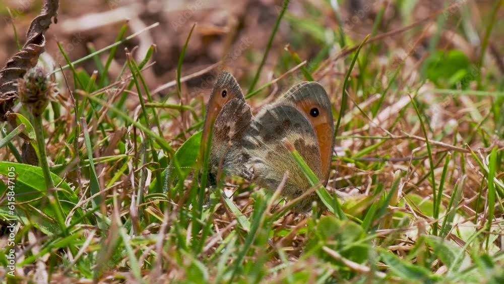Small Heath Butterflies Mating in Short Grass Small Heath Butterflies Mating in Short Grass