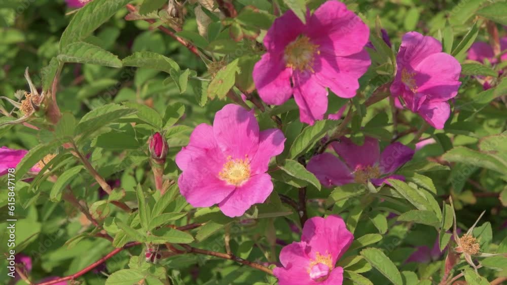 beautiful medicine intense pink dog-rose flowers . sunny day beautiful medicine intense pink dog-rose flowers . sunny day