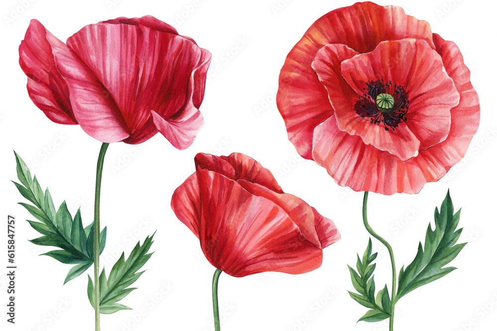 Obraz premium Set flowers red poppies, bud, leaf on white background, botanical hand drawing watercolor clipart, flora design elements