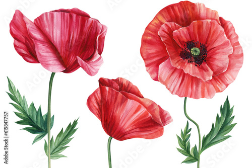 Set flowers red poppies  bud  leaf on white background  botanical hand drawing watercolor clipart  flora design elements