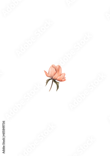 rose petals isolated on white