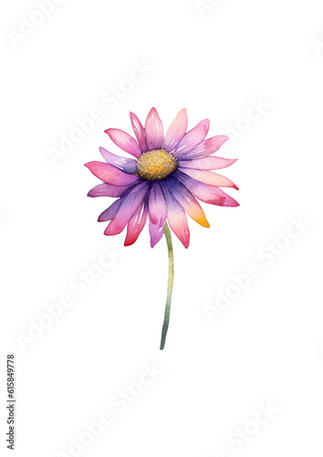 pink daisy isolated on white