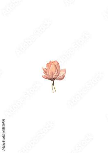 pink rose petals