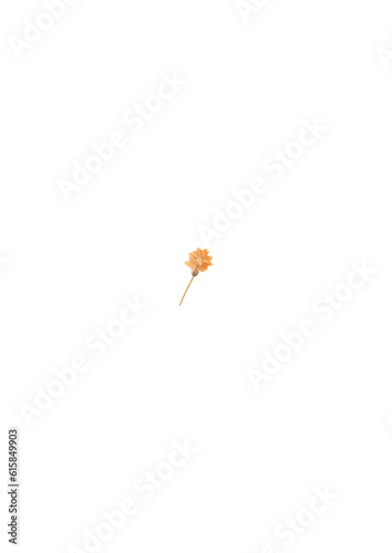 flower isolated on white