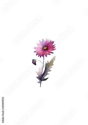 pink flower isolated on white