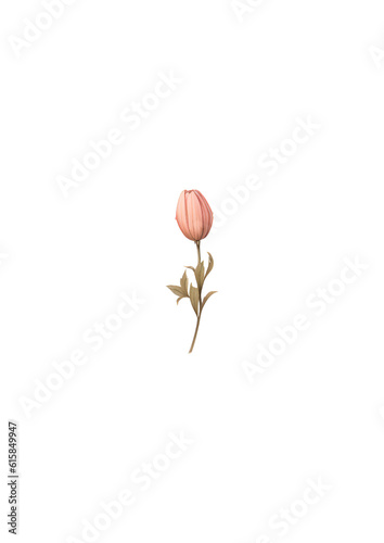 pink rose isolated on white