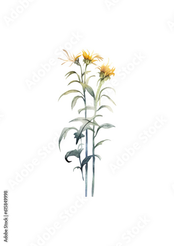 flowers isolated on white
