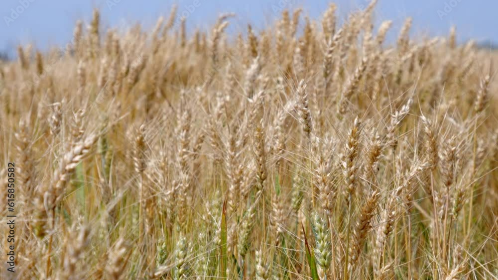 Wheat filed 1, sunny day, Dolly in - slider - UHD 50fps Wheat filed 1, sunny day, Dolly in - slider - UHD 50fps
