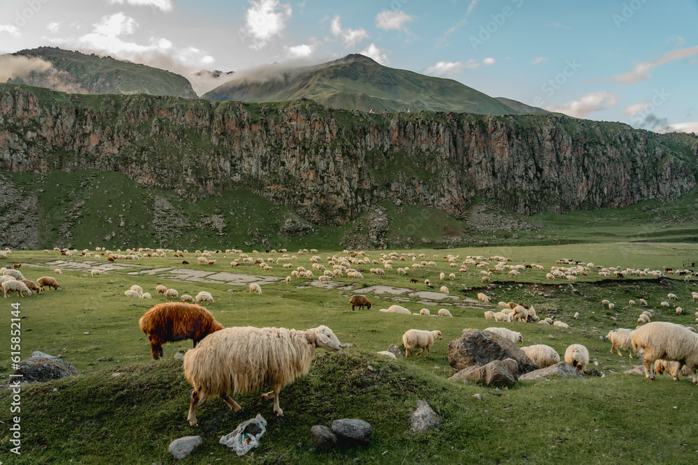 Fototapeta premium Flock of sheep in Truso valley in Kazbegi region, Caucasus mountains, Georgia. 