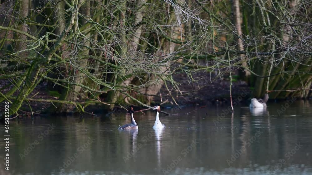 Great crested grebe couple at the courtship swimming on the lake, lower saxony, spring, (podiceps cristatus), germany Great crested grebe couple at the courtship swimming on the lake, lower saxony, spring, (podiceps cristatus), germany