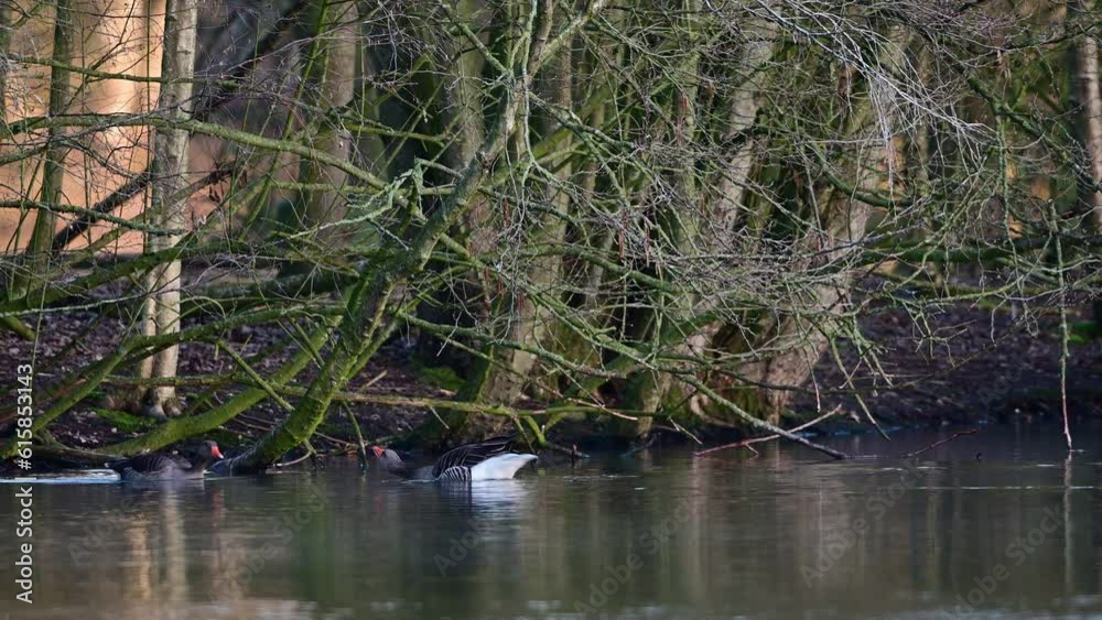 Greylag goose couple swimming on the lake, spring, lower saxony, (anser anser), germany Greylag goose couple swimming on the lake, spring, lower saxony, (anser anser), germany