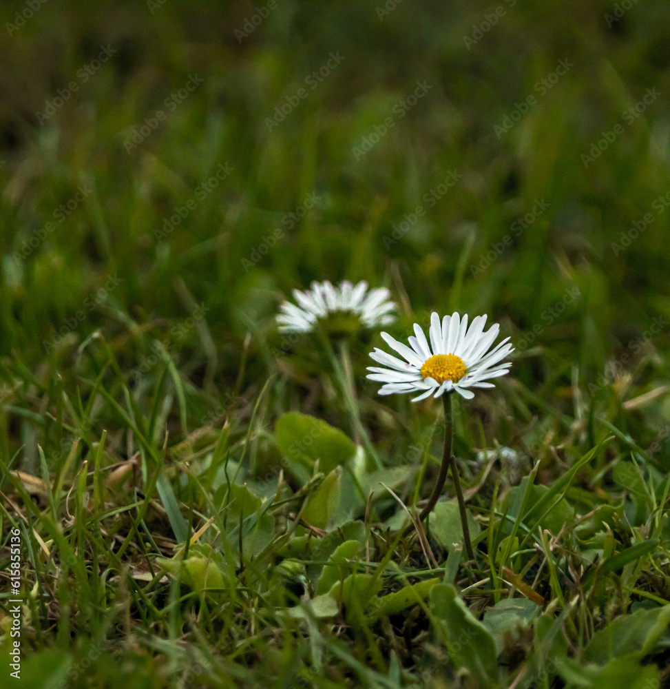 Nahaufnahme von Gänseblümchen im Sommer Nahaufnahme von Gänseblümchen im Sommer