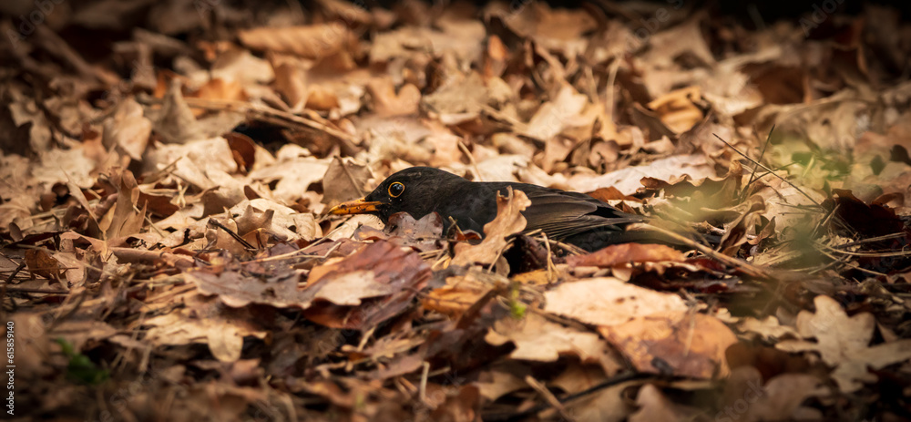 Eine Amsel am Morgen während der Futtersuche Eine Amsel am Morgen während der Futtersuche