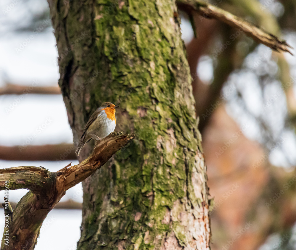 Ein Rotkehlchen sitzt im Frühling auf einem Baum Ein Rotkehlchen sitzt im Frühling auf einem Baum
