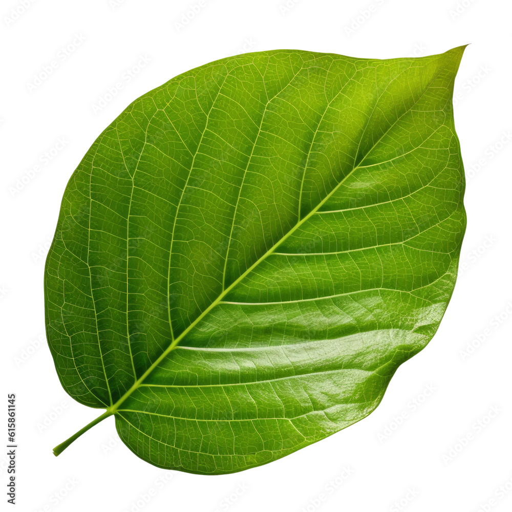 Obraz premium green leaf isolated on transparent background cutout