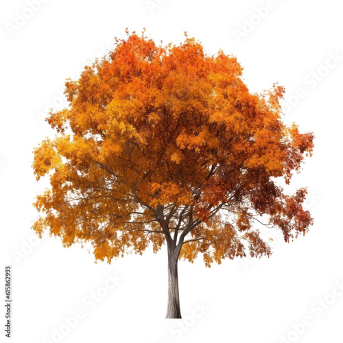 autumn tree isolated on transparent background cutout