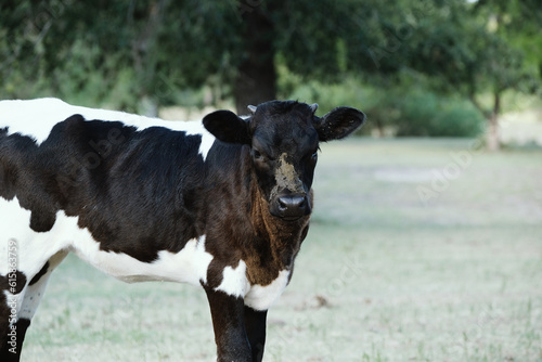 Calf on farm having crappy day with poop on face closeup, copy space on background. photo