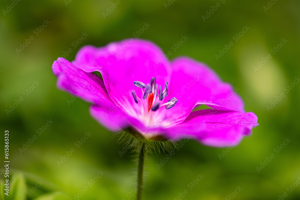 Bloody crane's-bill or bloody geranium (Geranium sanguineum) is a species of hardy flowering herbaceous perennial plant in the cranesbill family Geraniaceae. Macro close up of violet flower details. Bloody crane's-bill or bloody geranium (Geranium sanguineum) is a species of hardy flowering herbaceous perennial plant in the cranesbill family Geraniaceae. Macro close up of violet flower details.