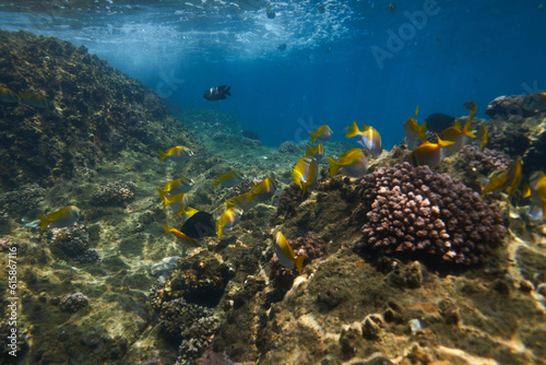 Fototapeta Naklejka Na Ścianę i Meble -  coral reef with fish