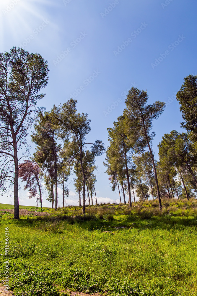 The slender pines grow in the meadow