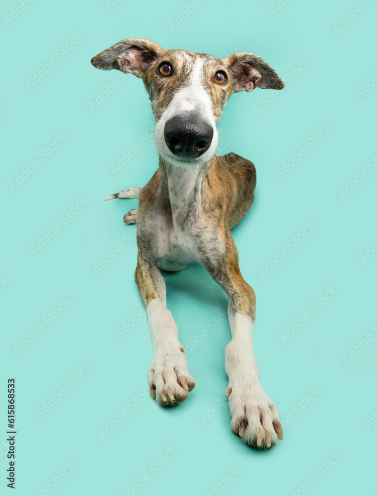 Funny close-up portrait brindle greyhound dog. Isolated on blue background