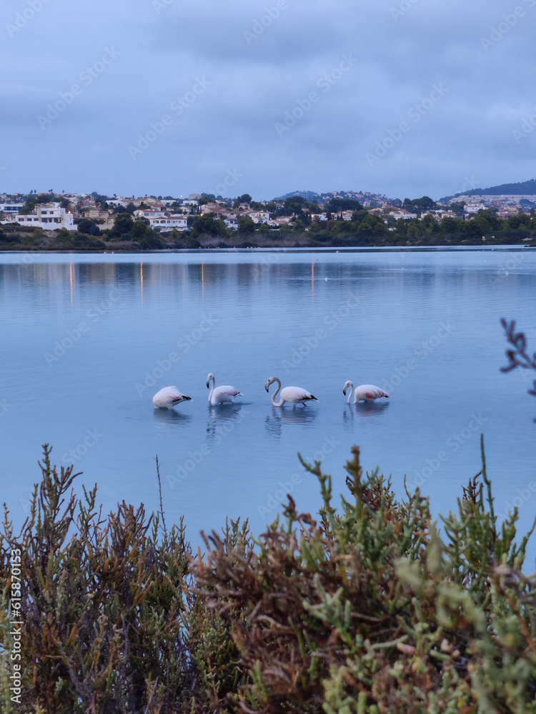 Four flamingos on a lagoon in Denia, Spain