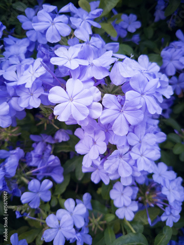 Purple flowers