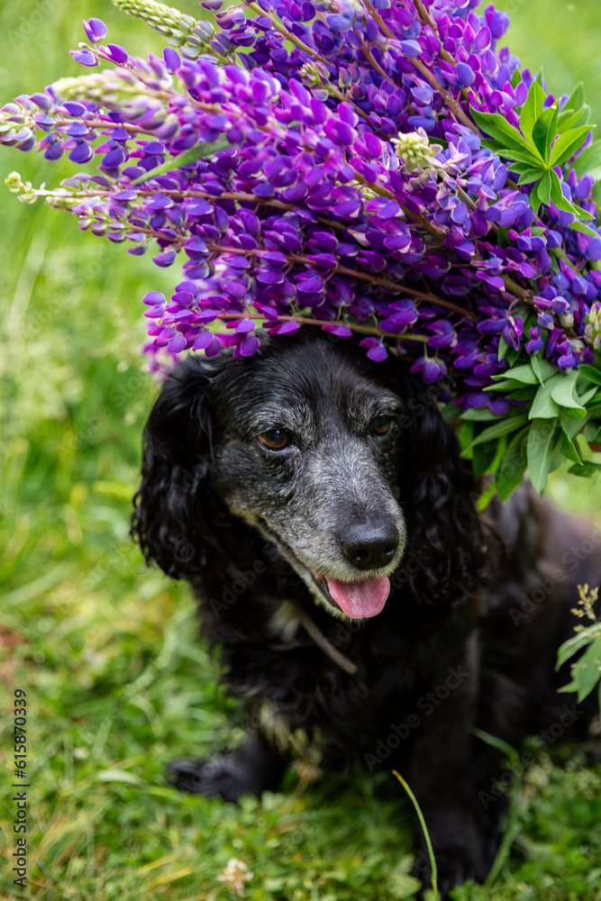 a black cocker spaniel sits on a field among purple lupine flowers a black cocker spaniel sits on a field among purple lupine flowers