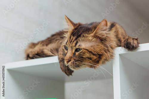 Long-haired charcoal bengal kitty cat laying on the white shelf indoors
