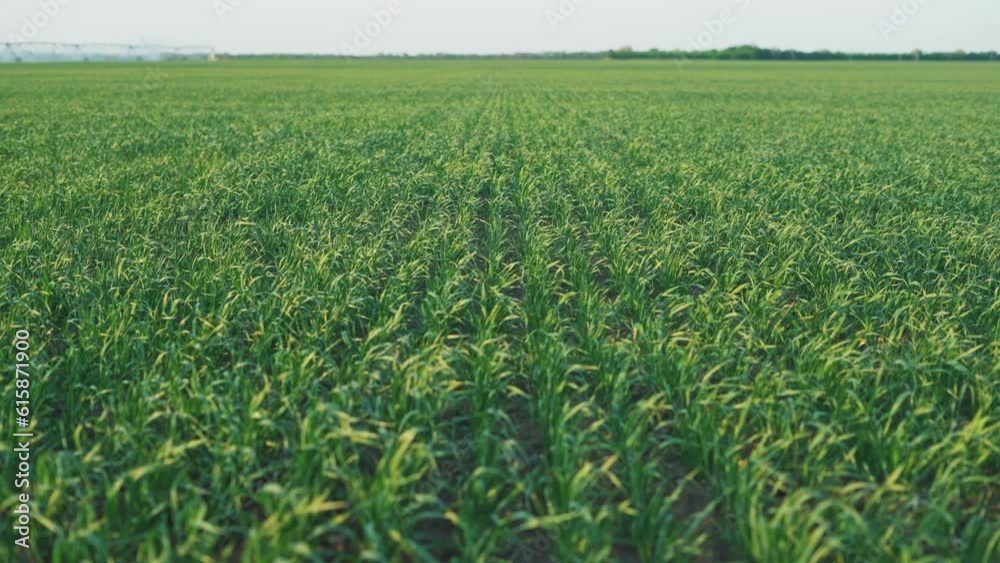 green wheat on the field a during sunset. wheat agriculture harvesting agribusiness concept. walk in large wheat field. large harvest of lifestyle wheat in summer on the field landscape agriculture green wheat on the field a during sunset. wheat agriculture harvesting agribusiness concept. walk in large wheat field. large harvest of lifestyle wheat in summer on the field landscape agriculture