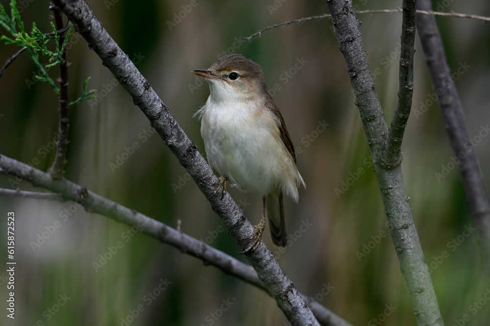 Teichrohrsänger // Common reed warbler (Acrocephalus scirpaceus) Teichrohrsänger // Common reed warbler (Acrocephalus scirpaceus)
