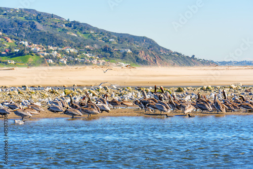 Brown Pelicans Resting on Malibu Beach in California photo
