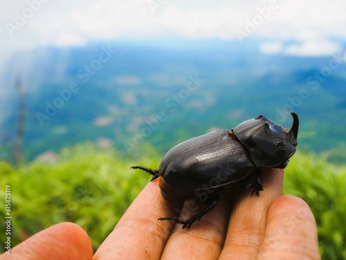 bug on a palm tree