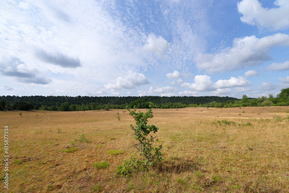 Chanfroy plain in Fontainebleau forest. Arbonne-la-Forêt village