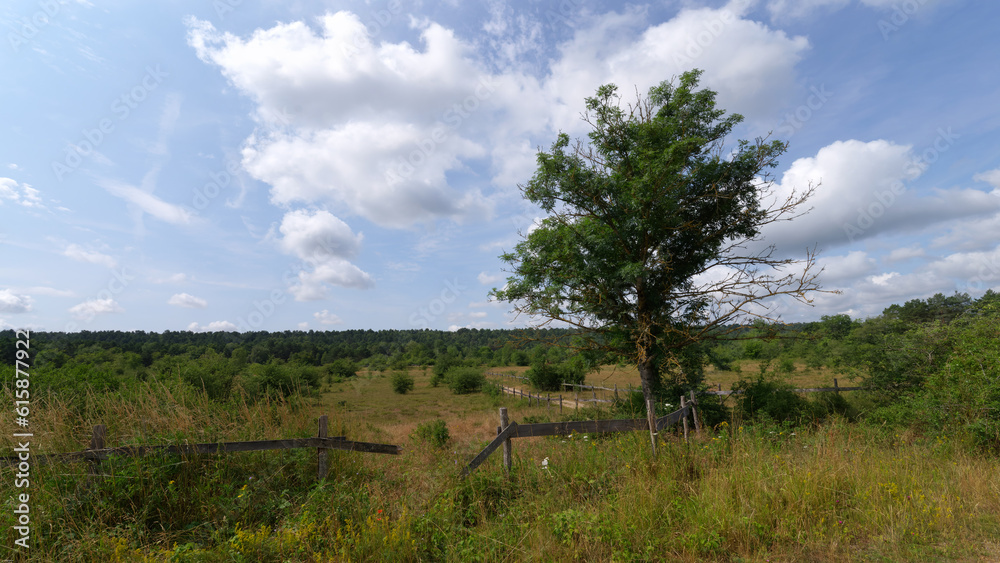 Chanfroy plain in Fontainebleau forest. Arbonne-la-Forêt village