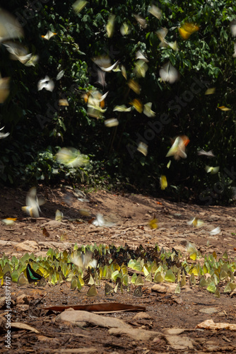 numerous butterflies in the forest, flying butterflies