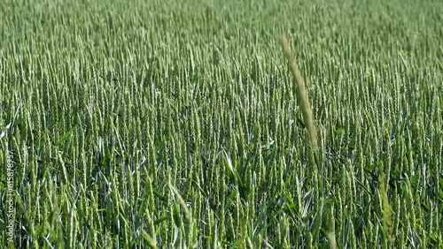 Ekero, Sweden Wheat growing in a field in the sunshine photo