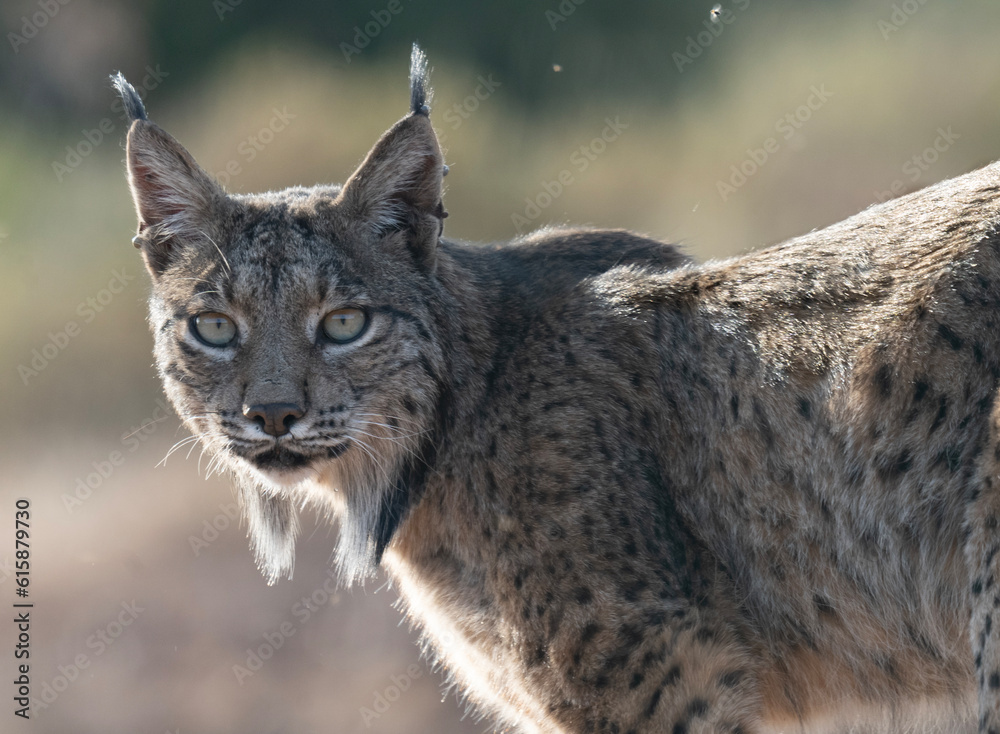 Fototapeta premium Iberian male Lynx portrait