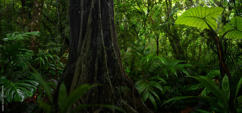 Fototapeta premium Tropical rain forest with trees